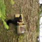 Eichhörnchen 